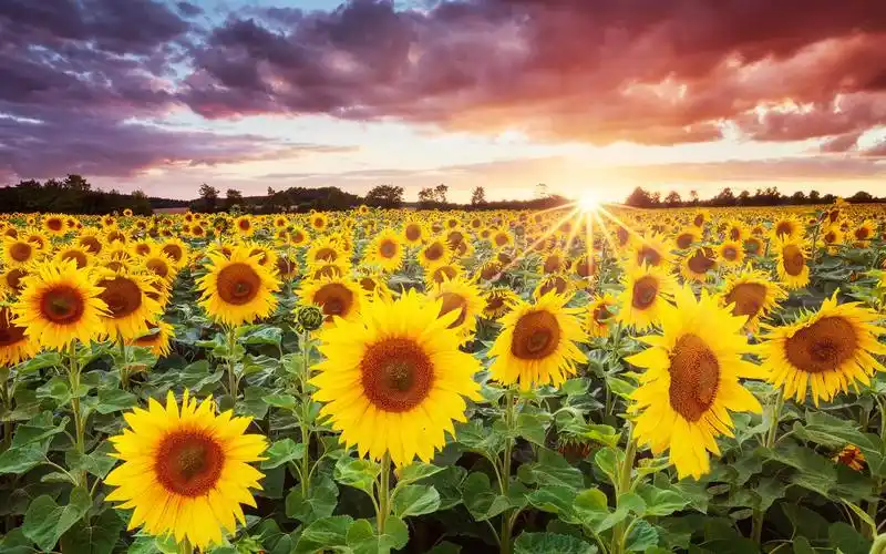 向日葵黄色高清桌面壁纸