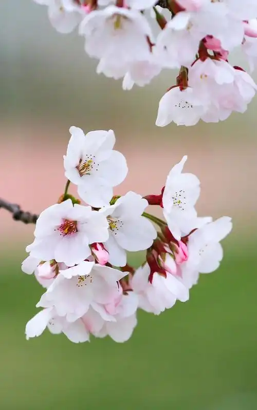 美爆惊艳整个春天的青科壁纸来啦