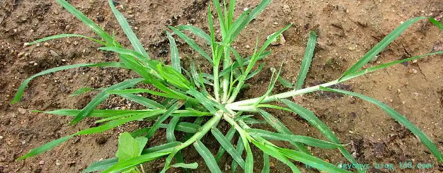 仔草,千人拔(《福建民间草药》),穆子草(《广西中兽医药植》),牛顿草