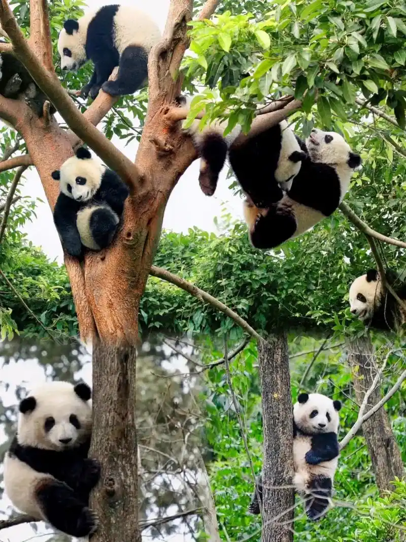 南京紫清湖野生动物世界游玩攻略