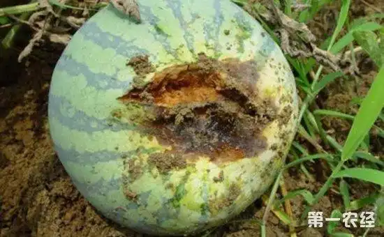 西瓜脐腐病的病症与防治
