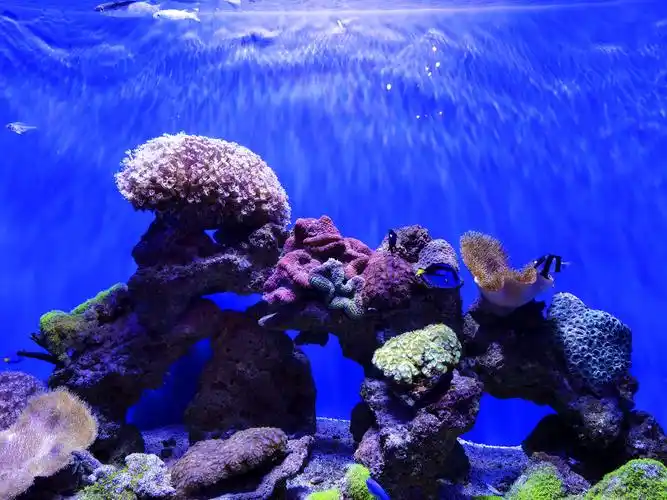 北海游记(2)--海底世界2020.11. - 美篇