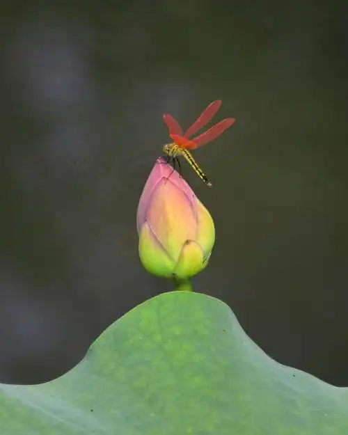 红蜻蜓爱荷苞