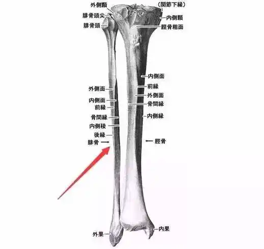 「24条腿」的最美超模竟是1岁截肢,21岁奥运冠军,16部影视演员,身价