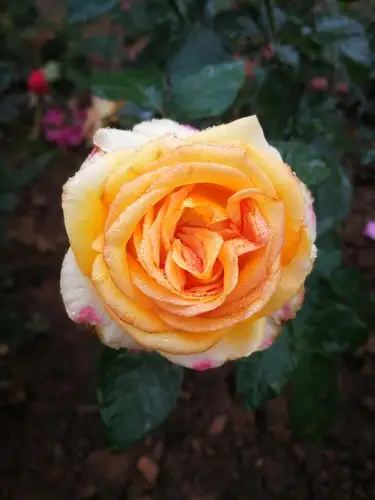 铿锵玫瑰 - 美篇