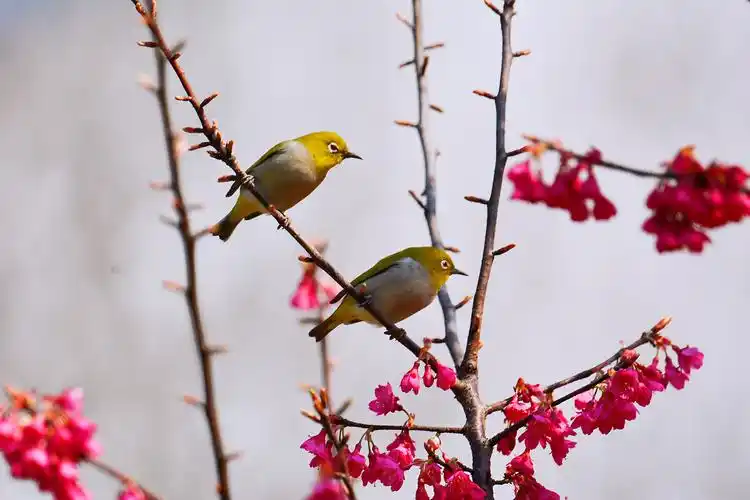 树上的鸟儿成双对