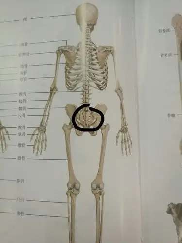 图示为成人的骶骨,婴儿的骶骨与成人的不同处在于婴儿的骶椎尚未相互