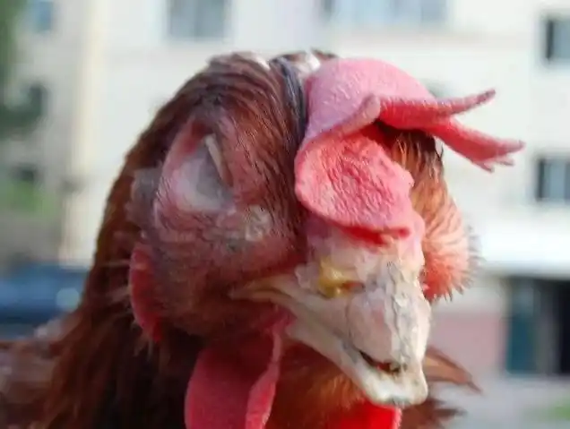 鸡出现肿脸是什么疾病?该如何用药?