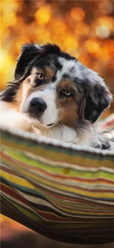 丛生肉质灌木开花的仙人掌图片大全