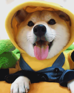 柴犬柴犬的微博微博