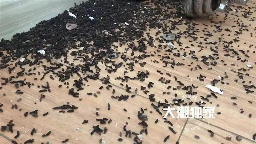 此外安装空调的时候要注意处理好空调洞的缝隙以免蝙蝠什么的