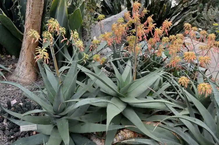 芦荟开花_图1-15