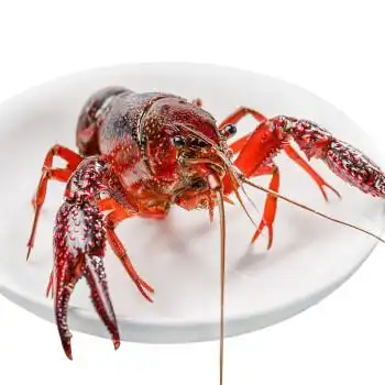 0成交0斤4斤装起拍清水免洗鲜活小龙虾青虾活虾淡水虾稻田虾支持一件