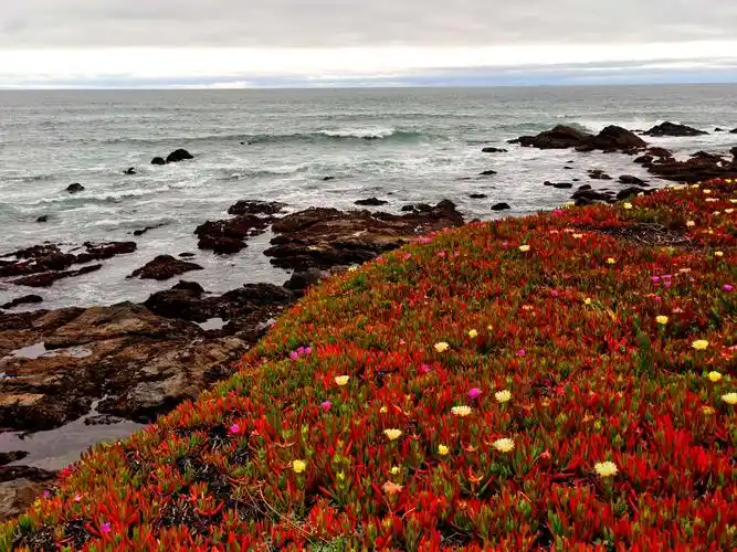 面朝大海,鲜花盛开.