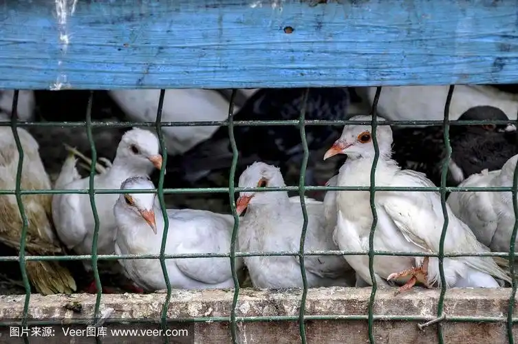 巴西,市场里笼子里的鸽子