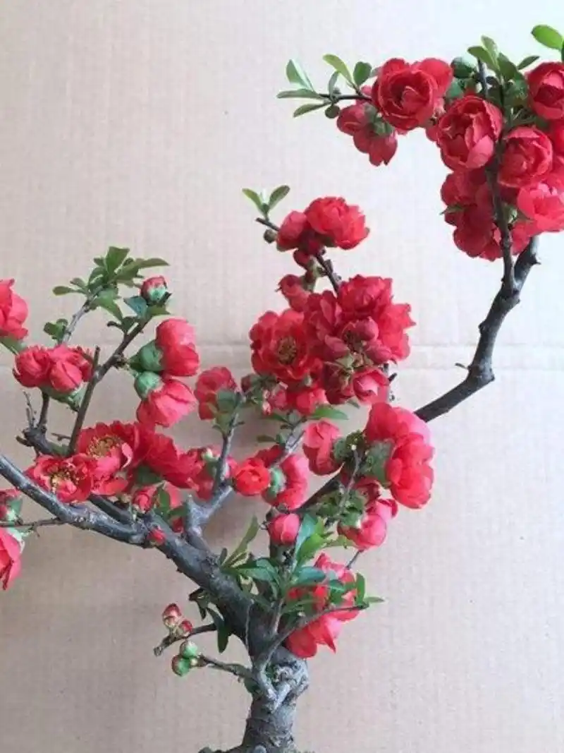 四季长寿冠海棠花的魅力及寓意  为什么大家都喜欢养四季长寿冠海棠花