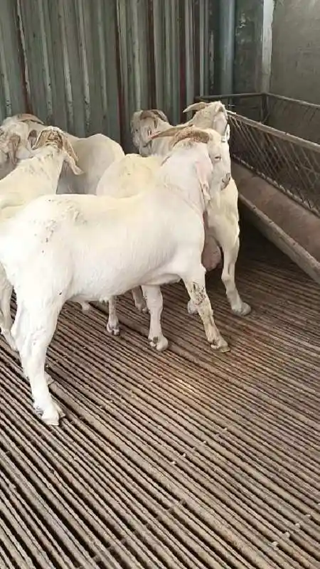 美国白山羊种公羊,都是可以干活的-度小视