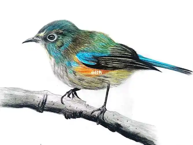 彩铅画鸟高清彩铅画鸟(照片写生)图幅:a4本人作品禁止商用及二次修改