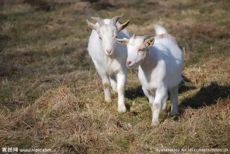 两只小山羊图片