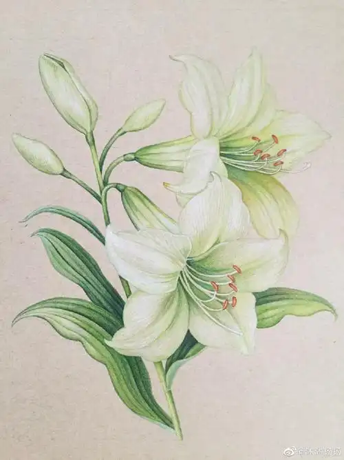 最喜欢的花#百合花##彩铅##花卉##彩铅画教程##画画#暖棕素描纸 绿辉
