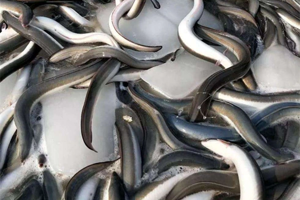 花鳗鱼养殖技术