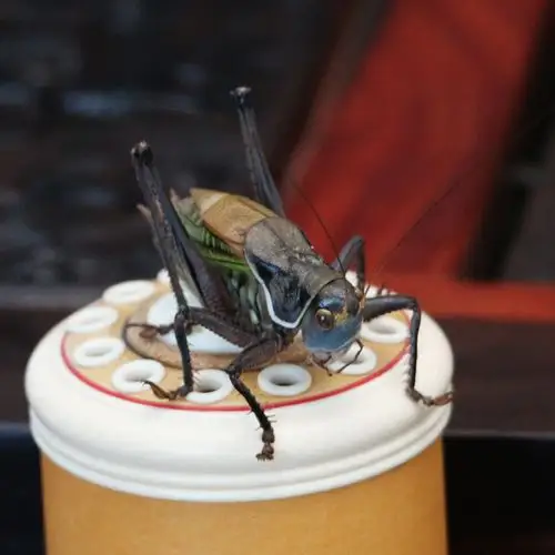 直播选购名家分房活体蝈蝈平谷铁皮翡翠新蜕冬蝈蝈鸣虫路损包赔