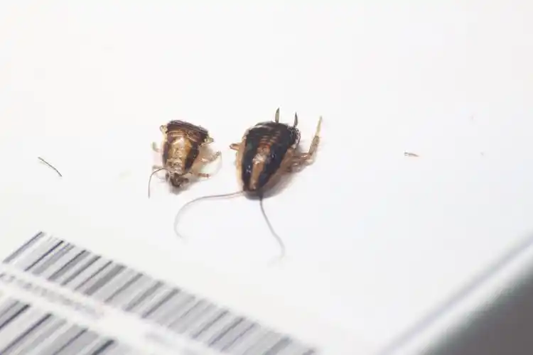 一只小虫在我的usb接口蜕皮,目测蟑螂,德国小蠊的幼虫,请问懂行的大师