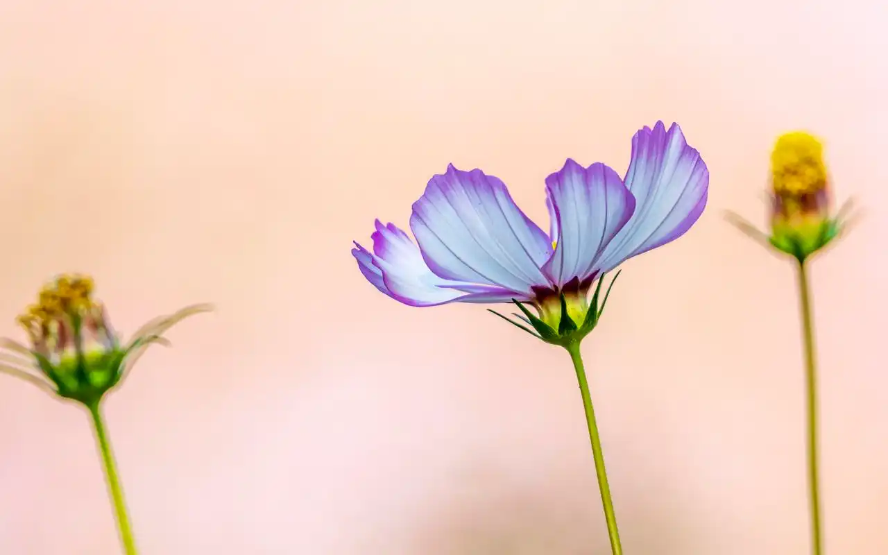 清新淡雅的格桑花图片电脑壁纸-植物壁纸-手机壁纸下载-美桌网