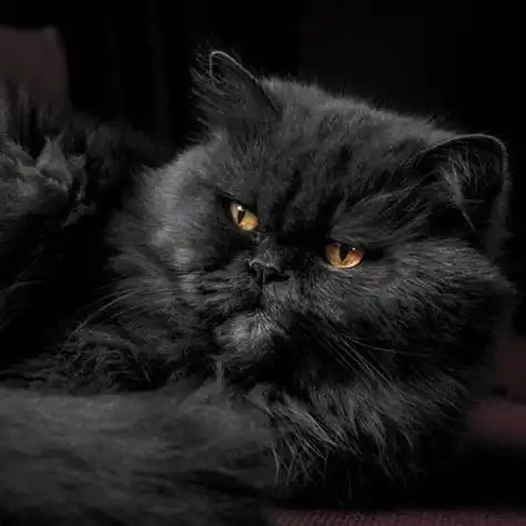 性格温顺的波斯猫头像高清头像图片