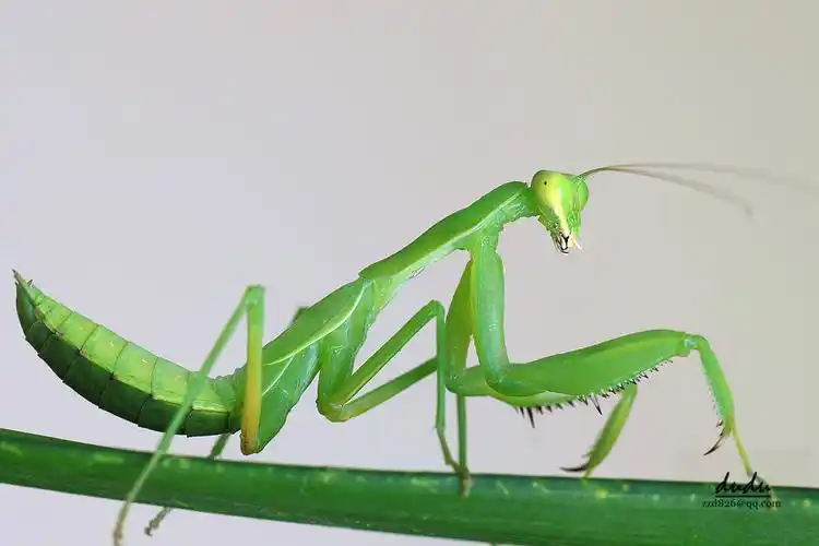 螳螂 螳螂 螳螂