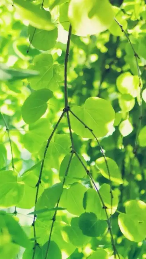 小清新唯美绿色护眼植物