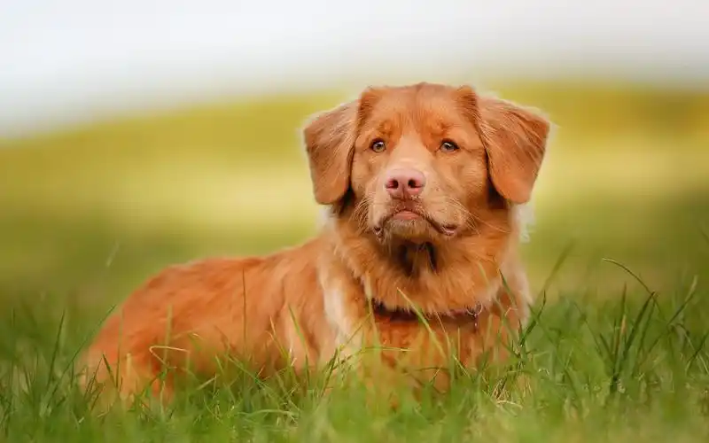 草地上可爱汪星人高清图片桌面壁纸高清大图预览1920x1200_动物壁纸