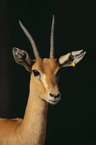 偶蹄目·反刍亚目·牛科·羚羊亚科:赤额瞪羚