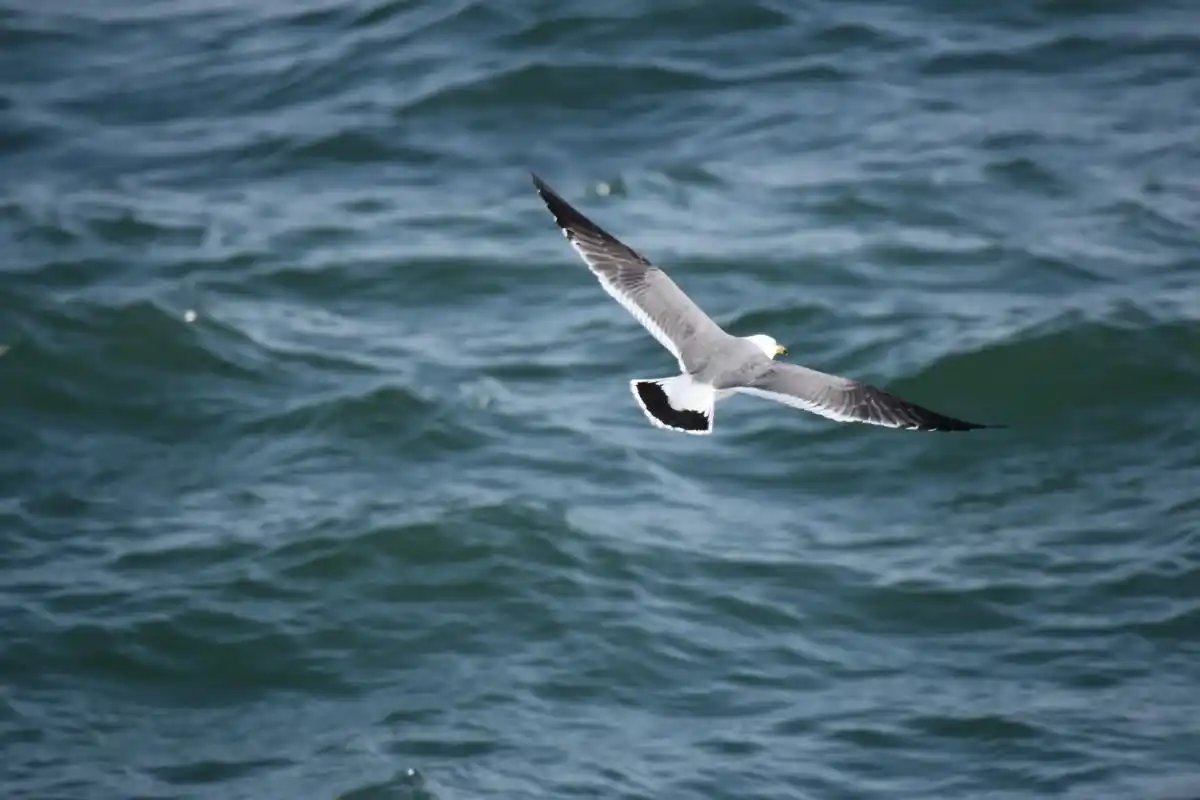 海面上飞行的海鸥_高清图集_新浪网