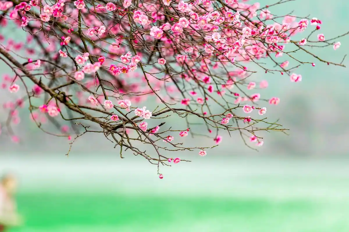 描写红梅的诗句