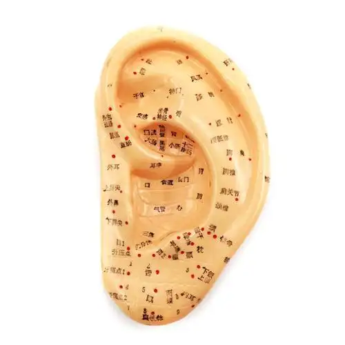 耳朵针灸模型 1比3 耳模型 耳朵针灸穴位模型 13cm 大量批发