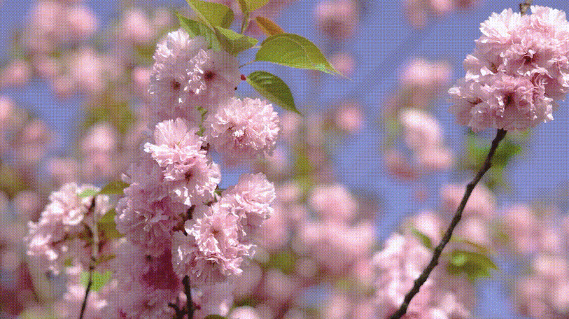 856_480gif 动态图 动图