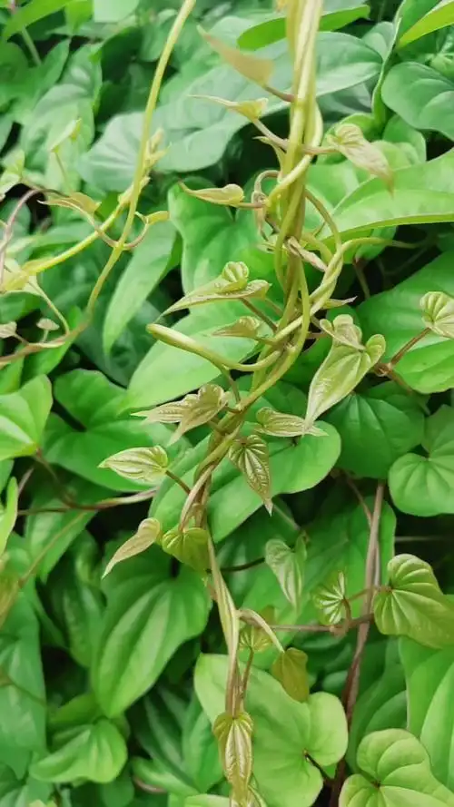 乡村生活#几天不见,山药藤爬满了墙.