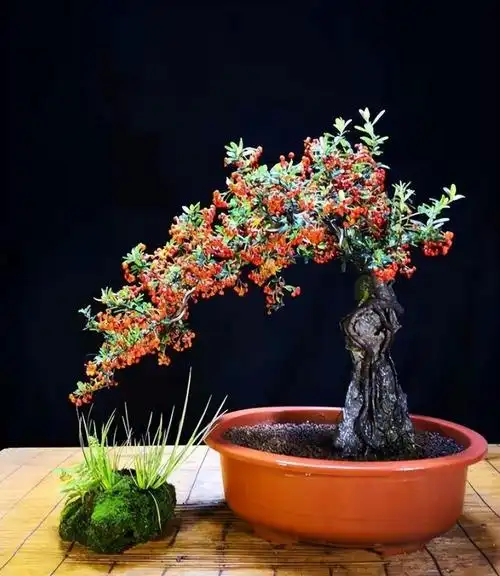 火棘盆景,造型好看,打理简单,带您了解一下