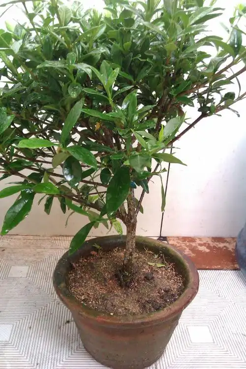 买了三盆栀子花,整屋子都是香的