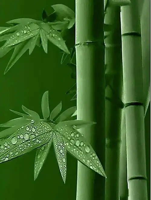 竹子也会开花花朵很特殊大多数人没见过