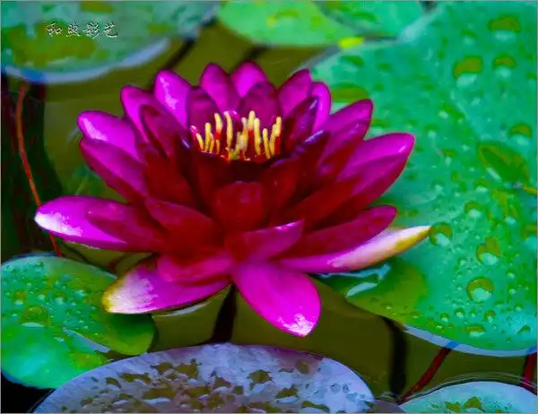 三千年古遗址公园莲花池:睡莲盛开正当时,五彩缤纷!