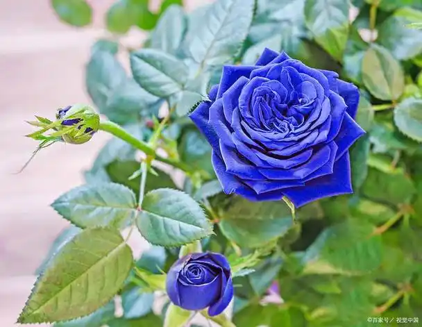 经典的四款蓝紫色月季,花中紫霞仙子