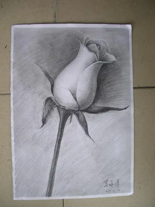 玫瑰花铅笔画图片大全展示