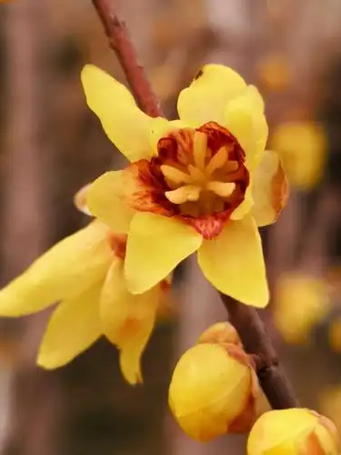 腊梅花主要品种