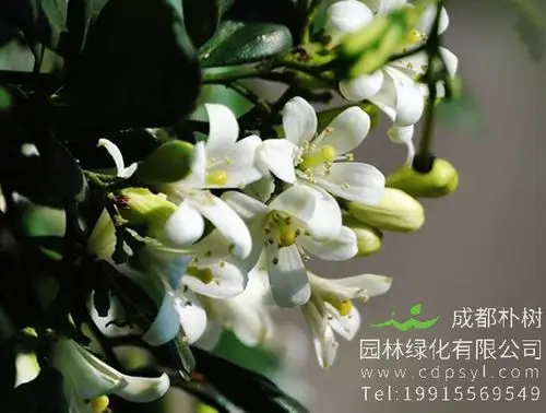 七里香图片大全最新的七里香图片欣赏