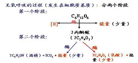 【高中生物】生物的无氧呼吸