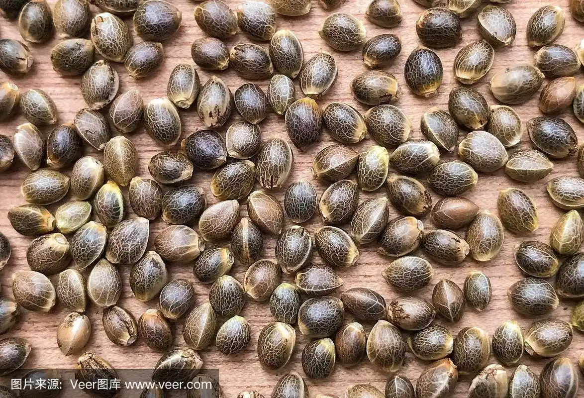 大麻大麻种子的宏观特写