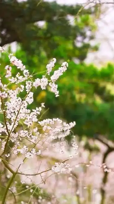 10首意境优美古诗词,惊艳了时光,温柔了岁月