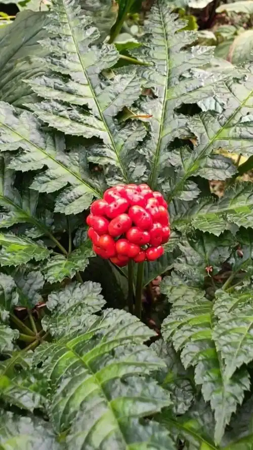 成熟的白三七种子